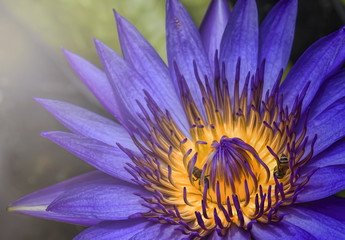 Lotus flower in purple
