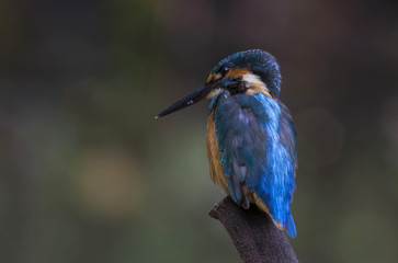 Kingfisher 