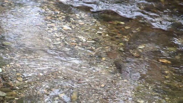 玉簾の滝下流のイワナ