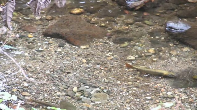 玉簾の滝下流のイワナ