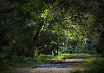 A trail in the grove.