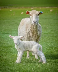 Crédence de cuisine en verre imprimé Moutons sheep and lamb
