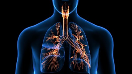 Trachea Bronchi Part of Respiratory System - obrazy, fototapety, plakaty