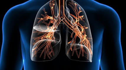 Trachea Bronchi Part of Respiratory System
