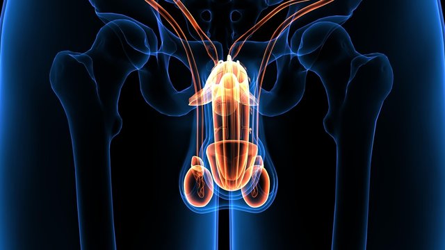 Male reproduction system