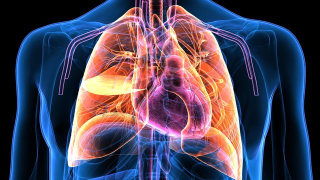 Trachea Bronchi Part of Respiratory System