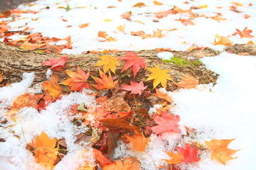 落ち葉と雪のコラボレーション
