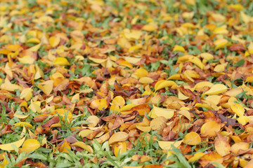 Yellow and brown leaves on the lawn in autumn.