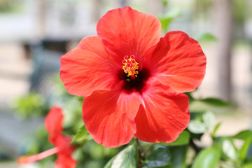 Red hibiscus flowers blossom in the garden.