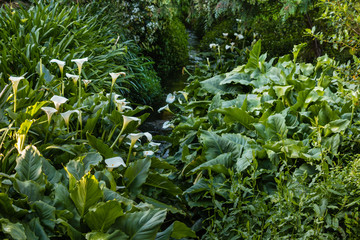 white calla lilies growing around stream