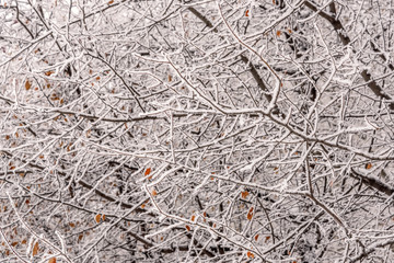 branches snow hoarfrost background winter