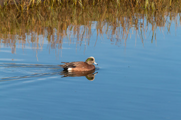 American Wigeon in Upper Newport Bay ecological reserve