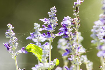 Fototapeta na wymiar lavender flower