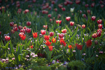 Obraz premium Colorful Tulip Flowers