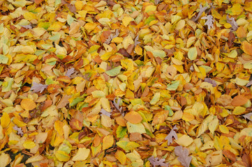 fallen leaves background in autumn