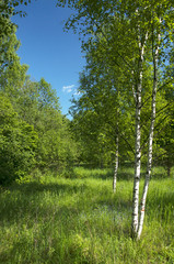 birch trees in a summer forest under bridht sun