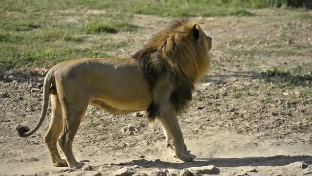 Lion is walking around and looking at camera twice. In a national park.