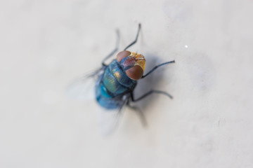 bluebottle