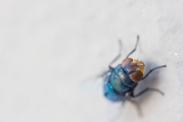 bluebottle