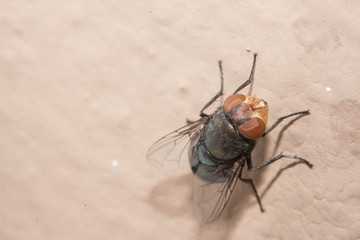 bluebottle