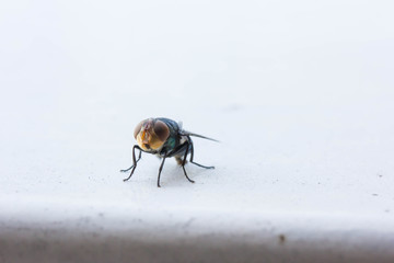 bluebottle
