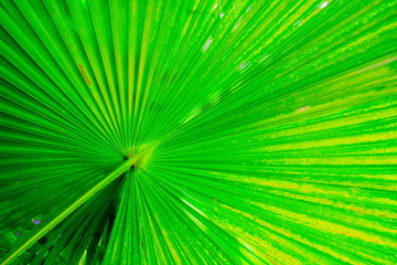 Obraz premium Texture of Green palm Leaf