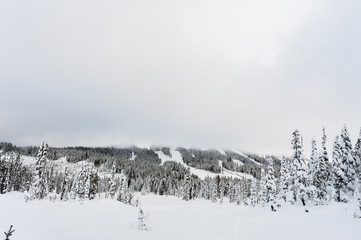 Snowshoe trails at Paradise Meadows at Mount Washington British Columbia in winter showing snow on trees and downhill alpine slopes runs in background and adult snowshoeing pulling child on sled