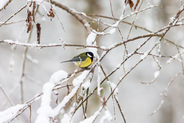 Great tit on a snowy branch