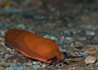 Nahaufnahme einer Schleimschnecke auf Waldboden