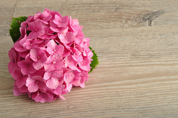 A pink Hydrangea isolated on a wooden background