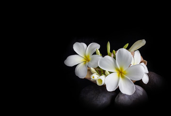 Fototapeta na wymiar Flower frangipani or plumeria on stone in dark background