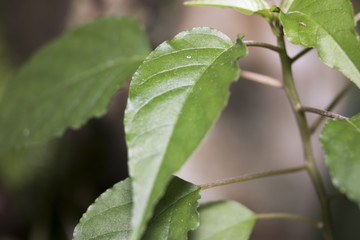 Single green leaf on dry branch