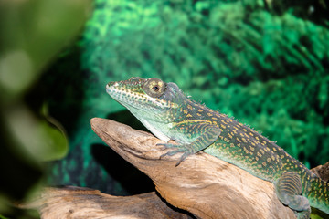 Baracoa anole perched on a tree branch