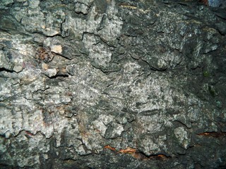 Old, rough gray and brown tree bark brown. Mostly blue moss faults