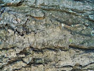 Old, rough gray and brown tree bark brown. Mostly blue moss faults