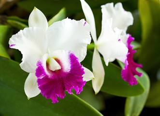 Fototapeta premium Elegant pink and white Cattleya orchid blossom