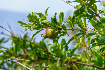 Green pomegranate bush pomegranate fruit hangs