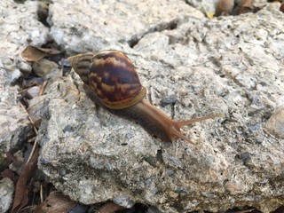 Snail on white rock