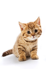 Naklejka premium Funny kitten British cat (isolated on white)