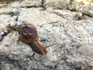 Snail on white rock
