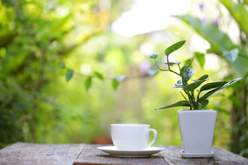 White cup with pot of plant at outdoor