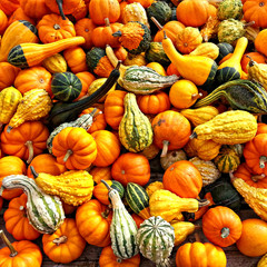 Autumn squash
