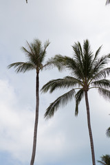 Palm trees against blue sky.