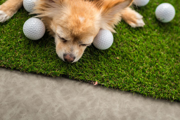 chihuahua dog brown color sleeping next to golf ball on green gr
