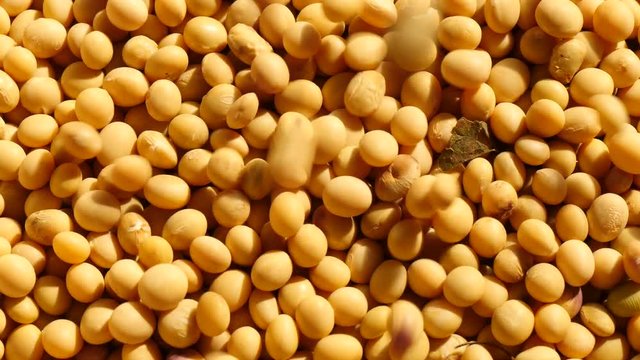 Falling mass of soybeans
