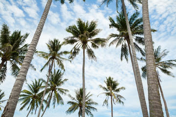 Palm trees against blue sky.