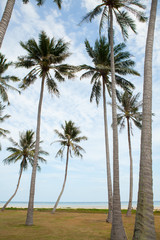 Fototapeta premium Palm trees against blue sky.