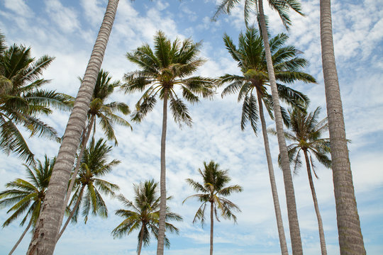 Palm trees against blue sky.