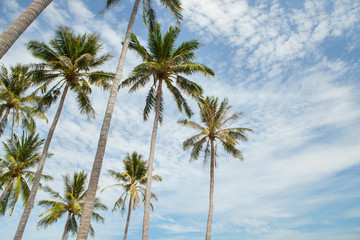 Palm trees against blue sky.