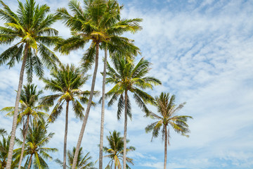 Fototapeta na wymiar Palm trees against blue sky.